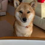 柴犬ｱｰﾓﾝﾄﾞ