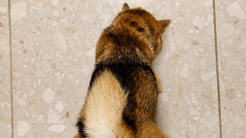 大理石に腹ばいになる柴犬