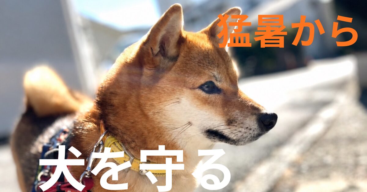散歩する柴犬