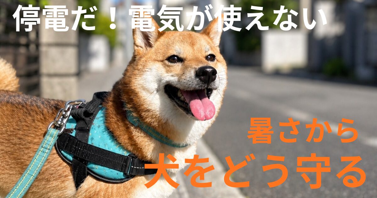 柴犬が暑さで舌を出している