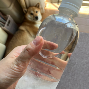 凍らせたペットボトルとそれを見る柴犬