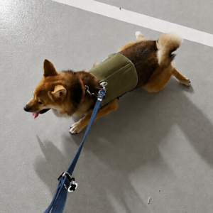 保冷ベストを着てお散歩する柴犬