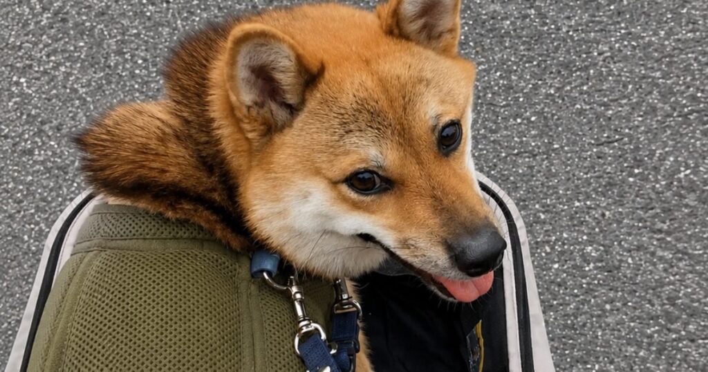 柴犬が保冷ベストを着ている