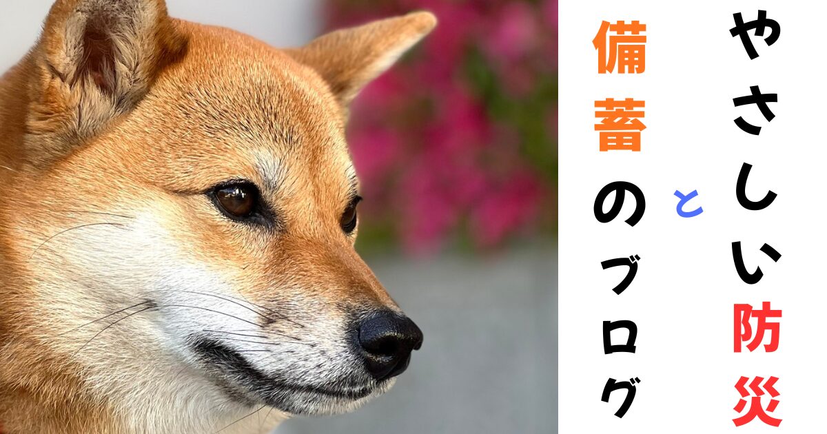 柴犬の横顔